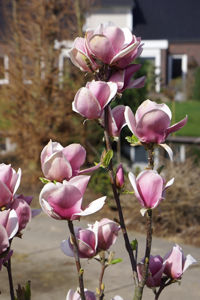 Obraz Magnolia